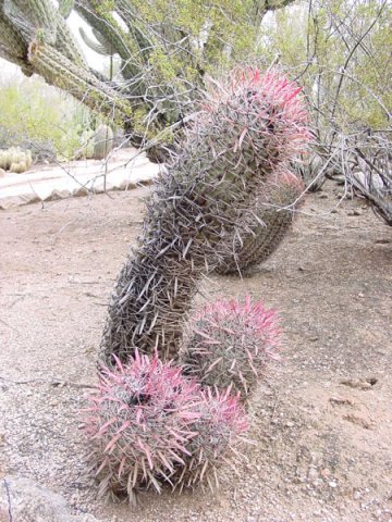 Ferocactus_gracilis_1